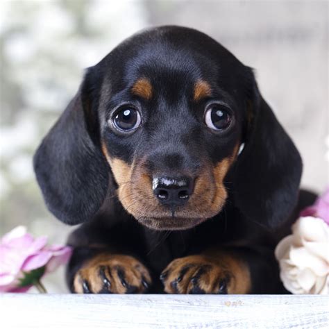 12 Weeks Old. . Dachshund puppies for sale california